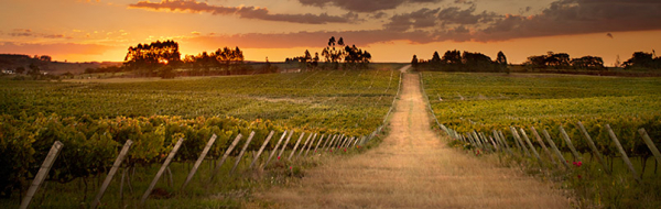Wine Experience é realizada em Bento Gonçalves, região conhecida como a Toscana Brasileira