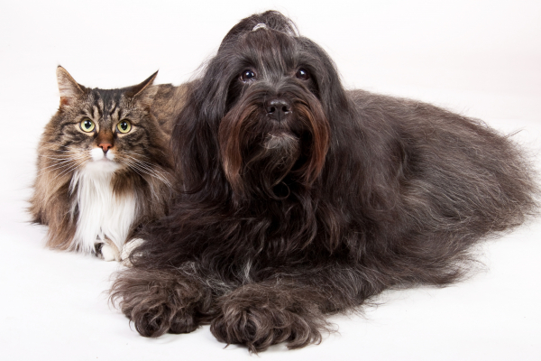 Cães e gatos: fique atento aos sinais