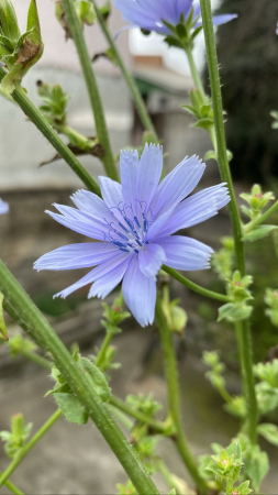 Flor de almeirão da horta de meu pai, Lauro Divino