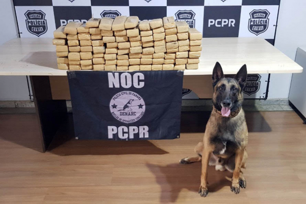 Maior parte das drogas apreendidas foi maconha – 7 toneladas. O restante soma 730 quilos de cocaína, 14,7 quilos de crack e 20,2 mil unidades de drogas sintéticas.
