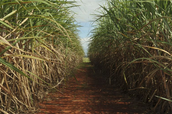 Planta\u00e7\u00e3o de cana-de-a\u00e7\u00facar no interior de S\u00e3o Paulo