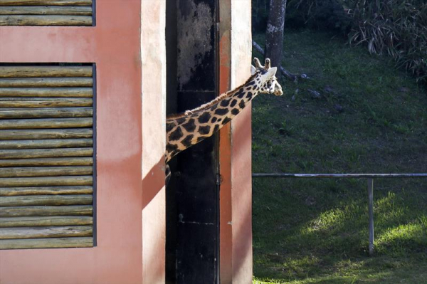 "Nesta ter\u00e7a, tem festa no zool\u00f3gico: girafa Pandinha faz 29 anos no Zool\u00f3gico do Parque Igua\u00e7u"