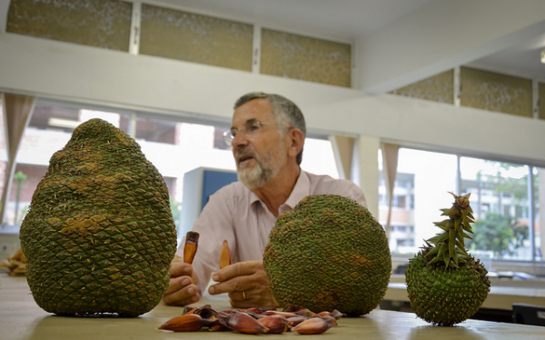 Professor Fl\u00e1vio Zanette mostra os pinh\u00f5es e pinhas gigantes. A pinha da direita tem tamanho normal