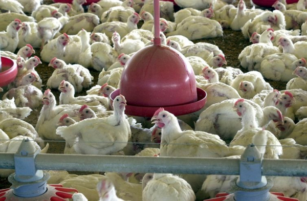 Exporta\u00e7\u00e3o de carne de frango sofreu impacto por causa de sobretaxa da China ","