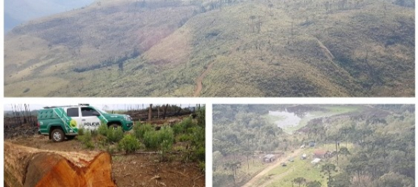 Imagens da fiscaliza\u00e7\u00e3o do MP-PR do desmatamento da Mata Atl\u00e2ntica