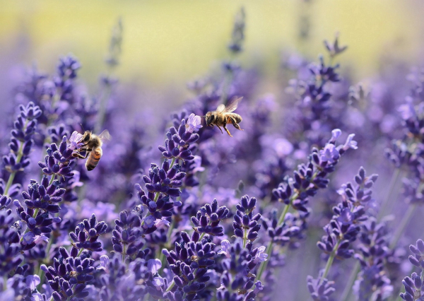 Lavanda