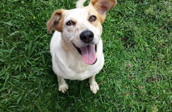 Dezembro agora \u00e9 um m\u00eas de combate ao abandono de animais