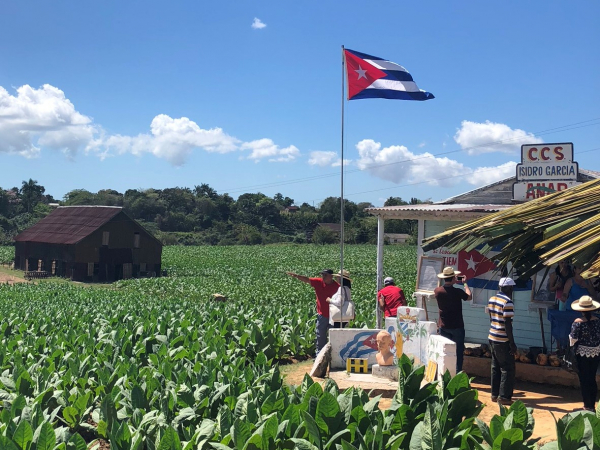 Plantações de tabaco em Pinar del Río a melhor terra do mundo para cultivo de tabaco