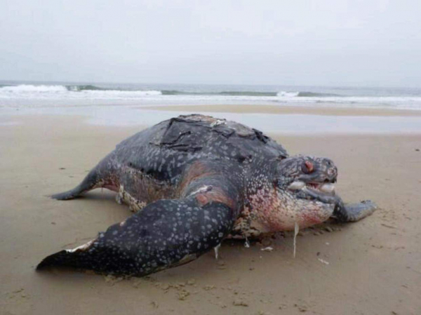 Tartaruga-do-couro: animal é uma espécie ameaçada de extinção