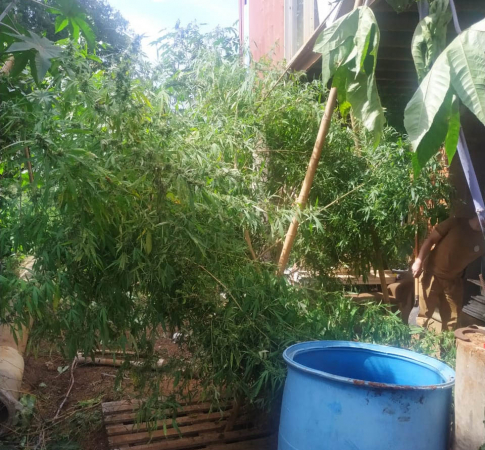 A plantação de maconha em Foz