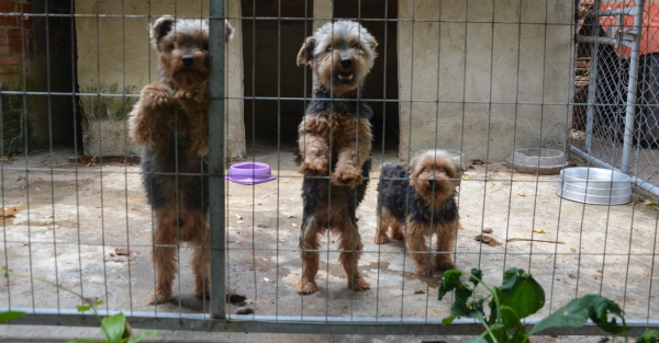 Divisão de Bem Estar Animal descobre canil clandestino em Pinhais - Bem Parana