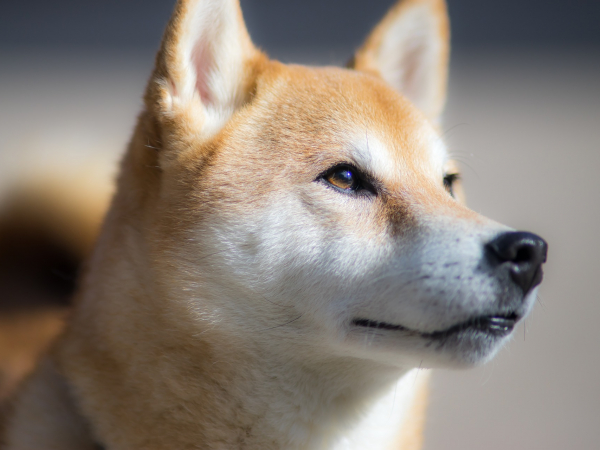 Shiba Inu, cachorro que ilustra a criptomoeda DogeCoin.