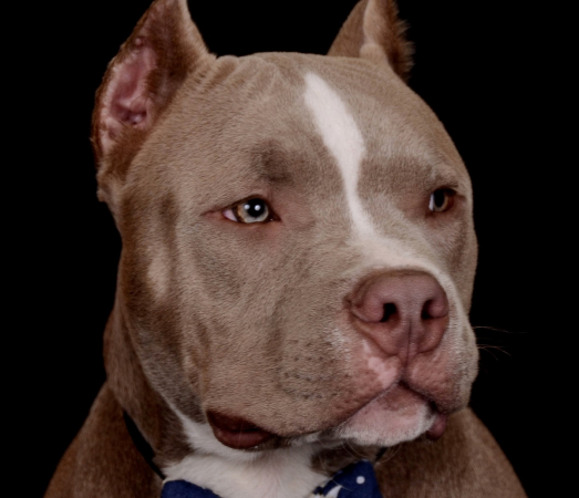 Pit Bull