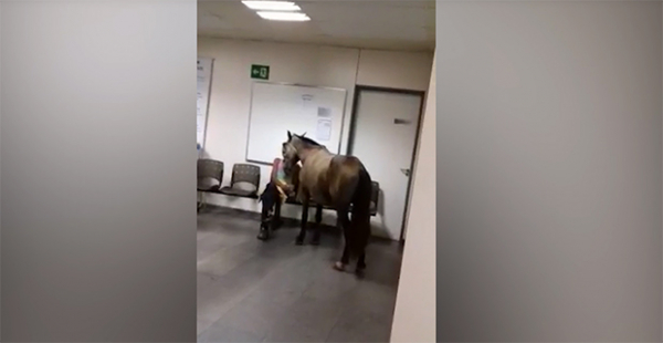 Homem Viraliza Ao Entrar Com Cavalo Em Prontosocorro Em MG Bem Paran