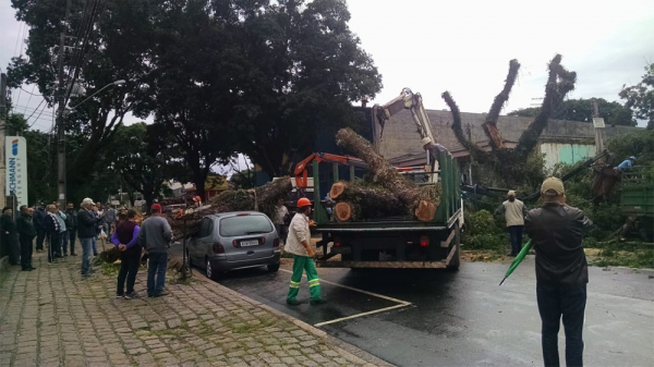 Queda de árvore no Bacacheri, ontem, bloqueou o trânsito