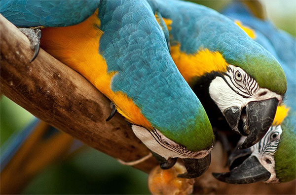 Parque das Aves em Foz do Iguaçu