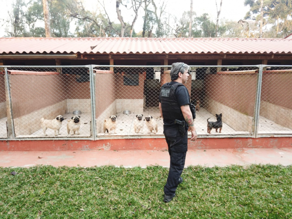 Animais resgatados viviam em situação degradante