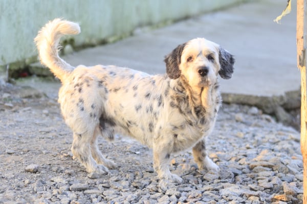 Cachorros são os preferidos dos paranaenses: 4,2 milhões