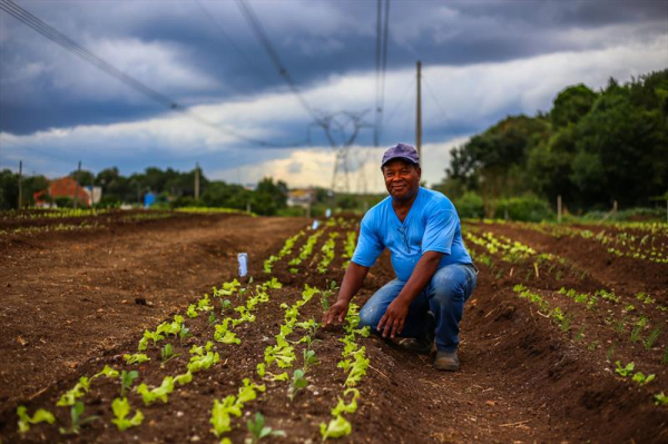Horta comunitária Monteiro Lobato, no Bairro Tatuquara, ganha revitalização comteplando os moradores com novos canteiros para plantio de verduras e hortaliças