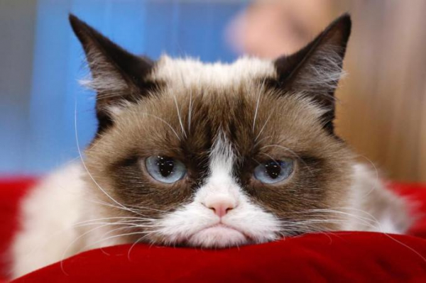 Grumpy Cat, que já foi considerado o gato mais rabugento do mundo.