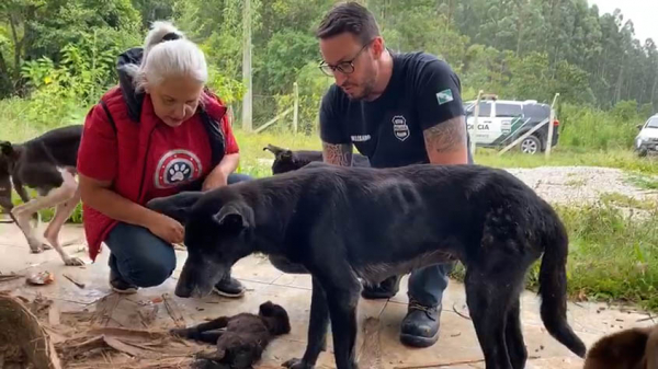Cães resgatados em Agudos do Sul
