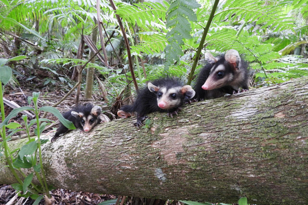 Filhotes passaram por cuidados veterinários, foram alimentados e preparados para a soltura no meio ambiente