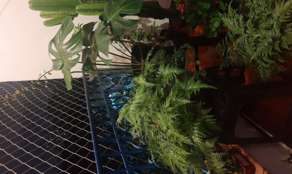 Cultivo de plantas ainda é uma atividade terapêutica