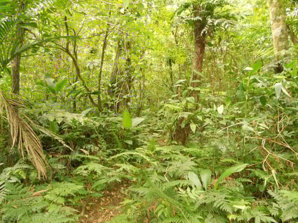 Verba vai fazer falta em sistema de monitoramento da Mata Atlântica e agricultura