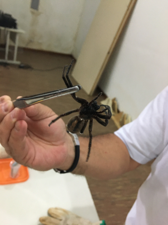 Acidentes com aranhas lideram as estatísticas no Paraná