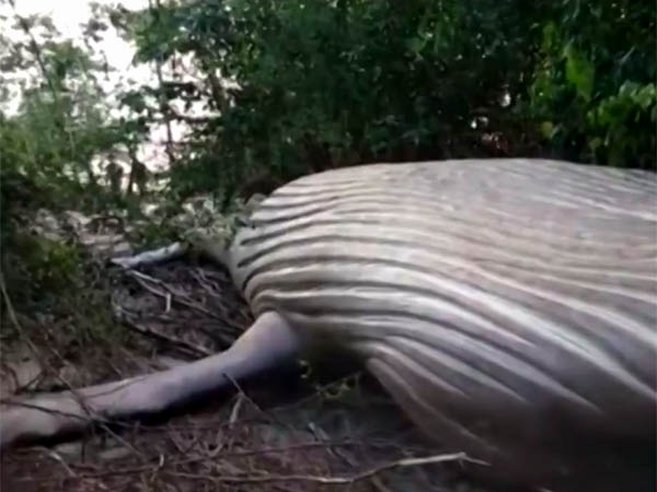 Baleia Jubarte é Encontrada Morta Em Mata E Caso Tem Reviravolta Surpreendente