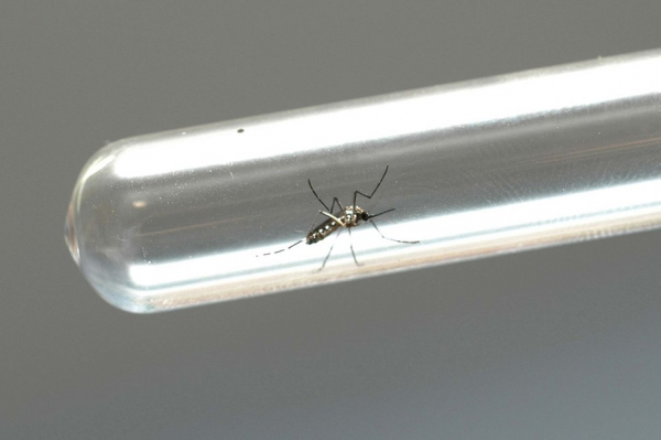 Característica climática diversa do Estado não permite baixar a guarda nem os cuidados com o mosquito da dengue durante o inverno