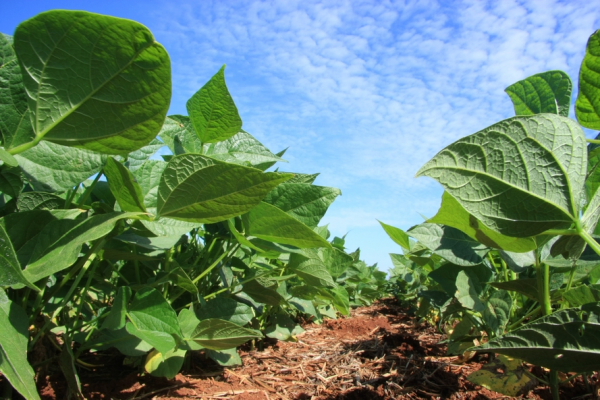 Clima prejudicou a safra de soja neste ano: queda de 15,8%