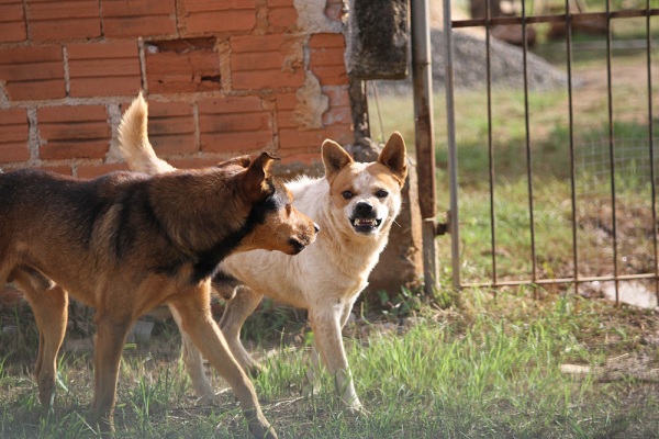 Rede de Proteção recebeu 1.704 denúncias de maus-tratos a animais no primeiro trimestre