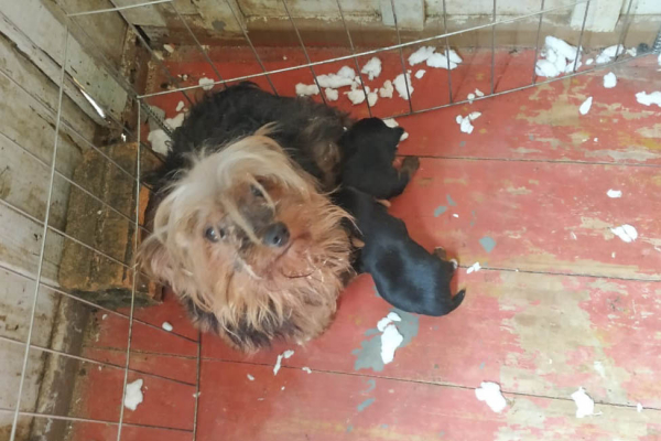 Além dos animais, quatro adultos e seis filhotes, foram encontrados medicamentos e outros itens que caracterizavam a atividade de criação