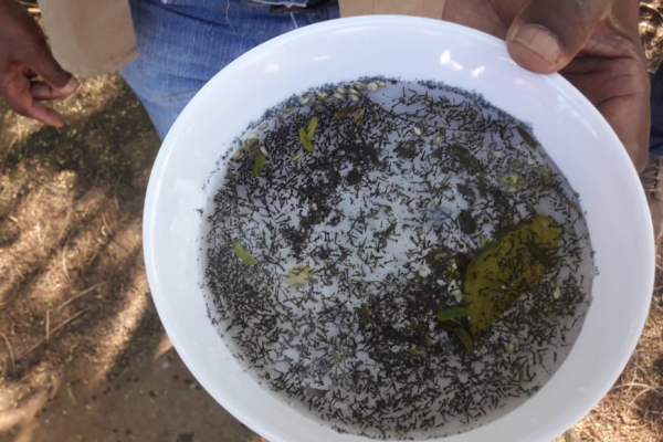 Dengue, Covid e calor criam cenário de risco no Estado
