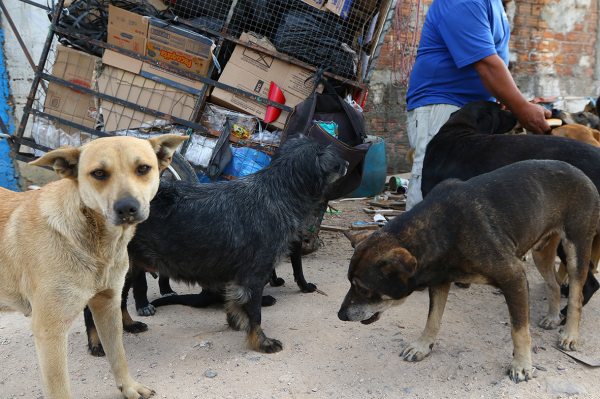 População de cães e gatos de estimação em alta