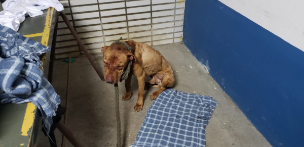 No local foram resgatados 19 cães da raça pit bull; animais estavam extremamente machucados, alguns já mortos
