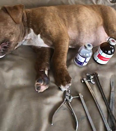 Um dos cachorros operados e o material da cirurgia