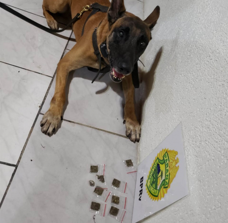 O cão de faro Hórus