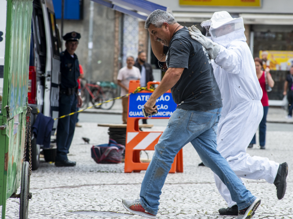 Ataque de abelhas no centro de Curitiba em novembro
