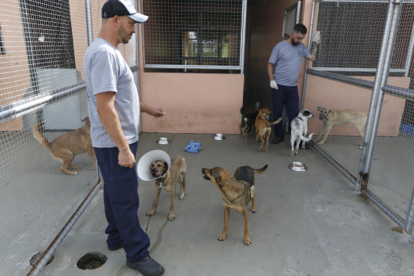 Cães resgatados pelo serviço de proteção animal da Prefeitura de Curitiba aguardam por adoção