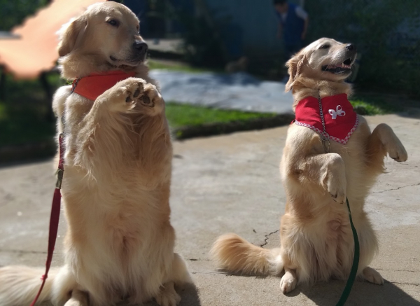 Além dos alunos da APAE, a terapia com animais também é utilizada para tratamento contra o câncer, doenças cardíacas, estresse, depressão e paralisias.