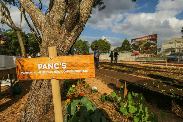 O centro de produção de orgânicos da Prefeitura fica no bairro Cajuru: engajamento