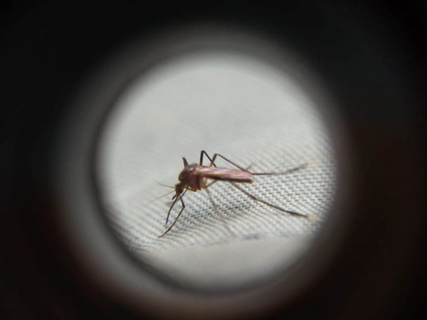 Casos de dengue bateram recorde histórico nesta semana