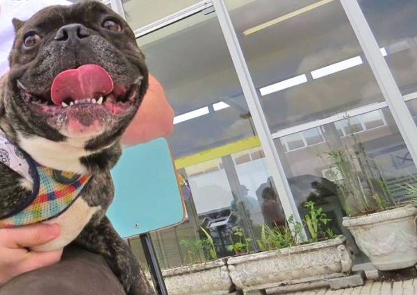 Buldogue foi testado na universidade; positivou em um dos testes para Sars-CoV-2