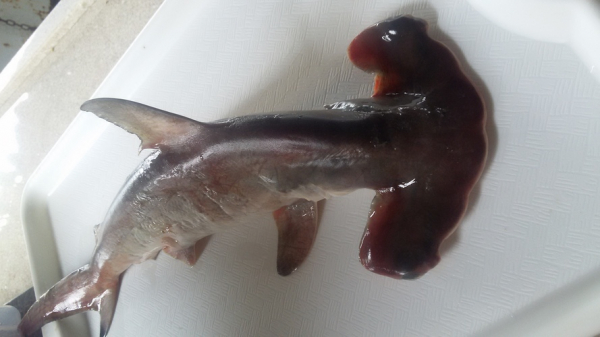 Na foto, Sphyrna lewini