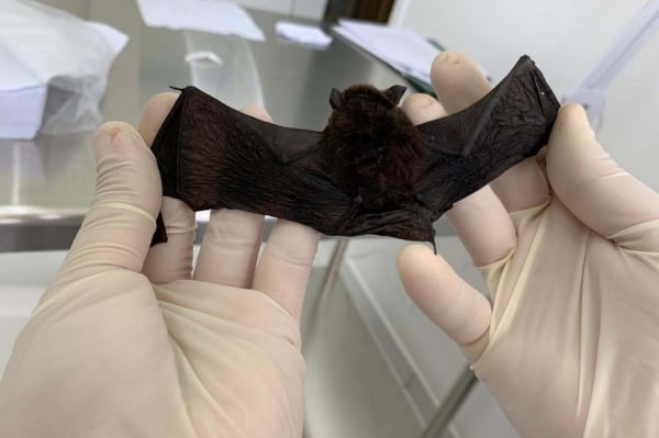 Secretaria da Saúde de Curitiba orienta como agir ao encontrar um morcego,  morto ou vivo - Bem Paraná
