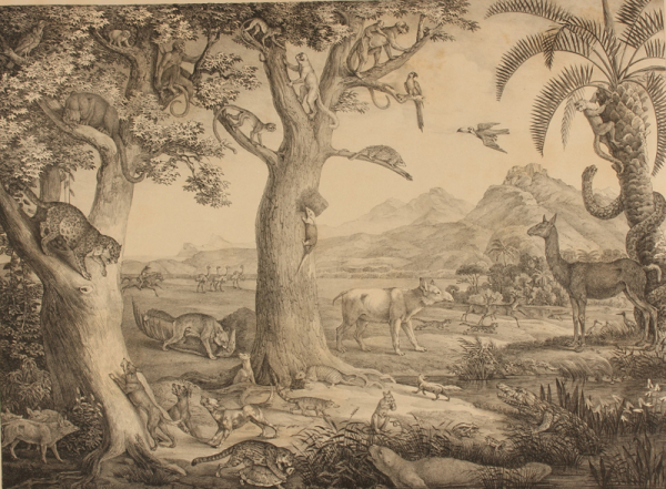 Exposição Spix e Martius - Animais da América tropical, por Spix e Martius