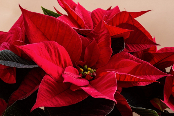 A flor do Natal mistura o vermelho clássico e folhas largas: chama a atenção