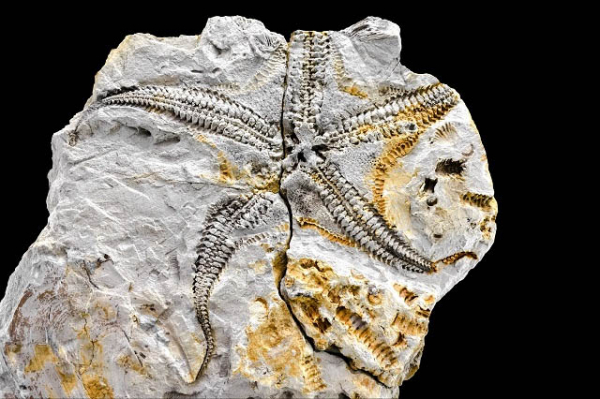 Nova espécie de serpente do mar 'Marginix notatus' descoberta no estudo